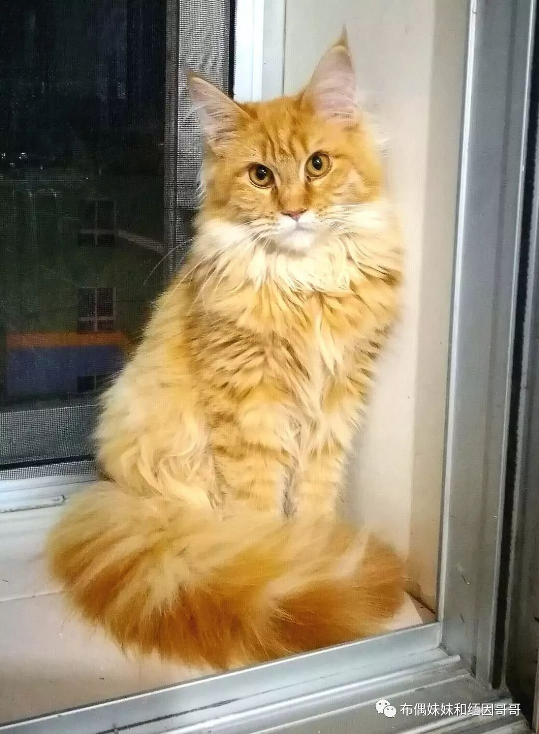 俄罗斯接回来的缅因猫,俄罗斯缅因猫多少钱一只