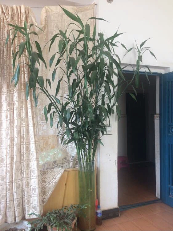 富贵竹越养越瘦是怎么回事,富贵竹越养越黄怎么办