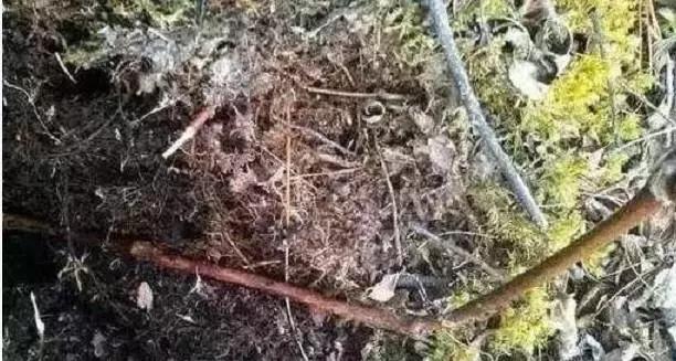 正宗鸡血藤推荐,鸡血藤质量好的选择