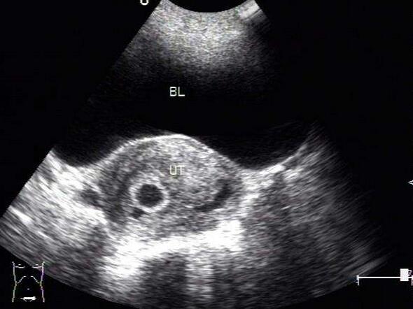 怀孕试纸什么时间测比较准,早上第二次尿液测怀孕准吗