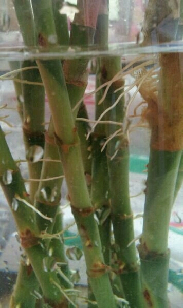 富贵竹越养越瘦是怎么回事,富贵竹越养越黄怎么办