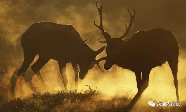 华人伦敦遭鹿攻击酿惨剧，事发地里士满公园警告：务必离鹿50米！