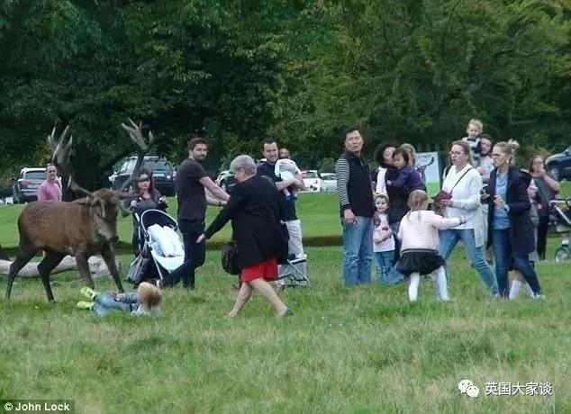华人伦敦遭鹿攻击酿惨剧，事发地里士满公园警告：务必离鹿50米！