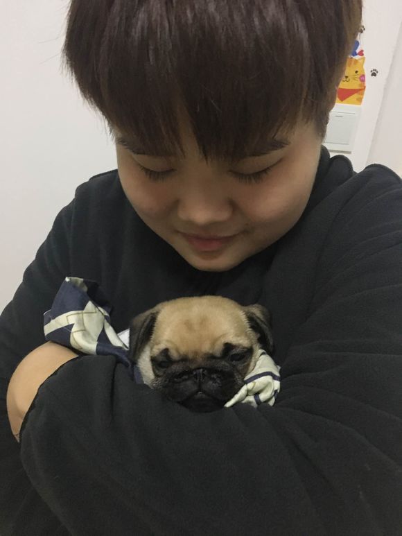 去宠物店买一只小狗狗,去宠物店买一只拉布拉多