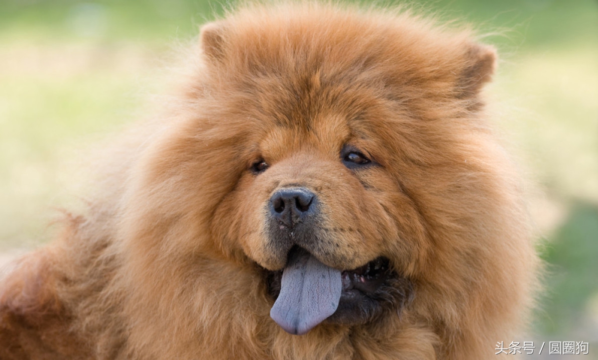 松狮犬打架视频,世界名犬有哪些