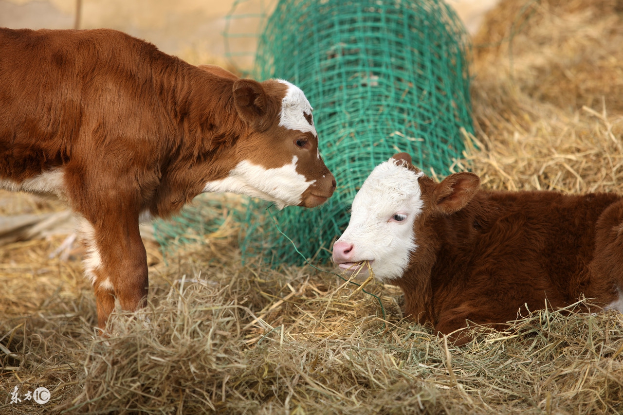 初生犊牛如何喂养,犊牛饲养方法和技巧