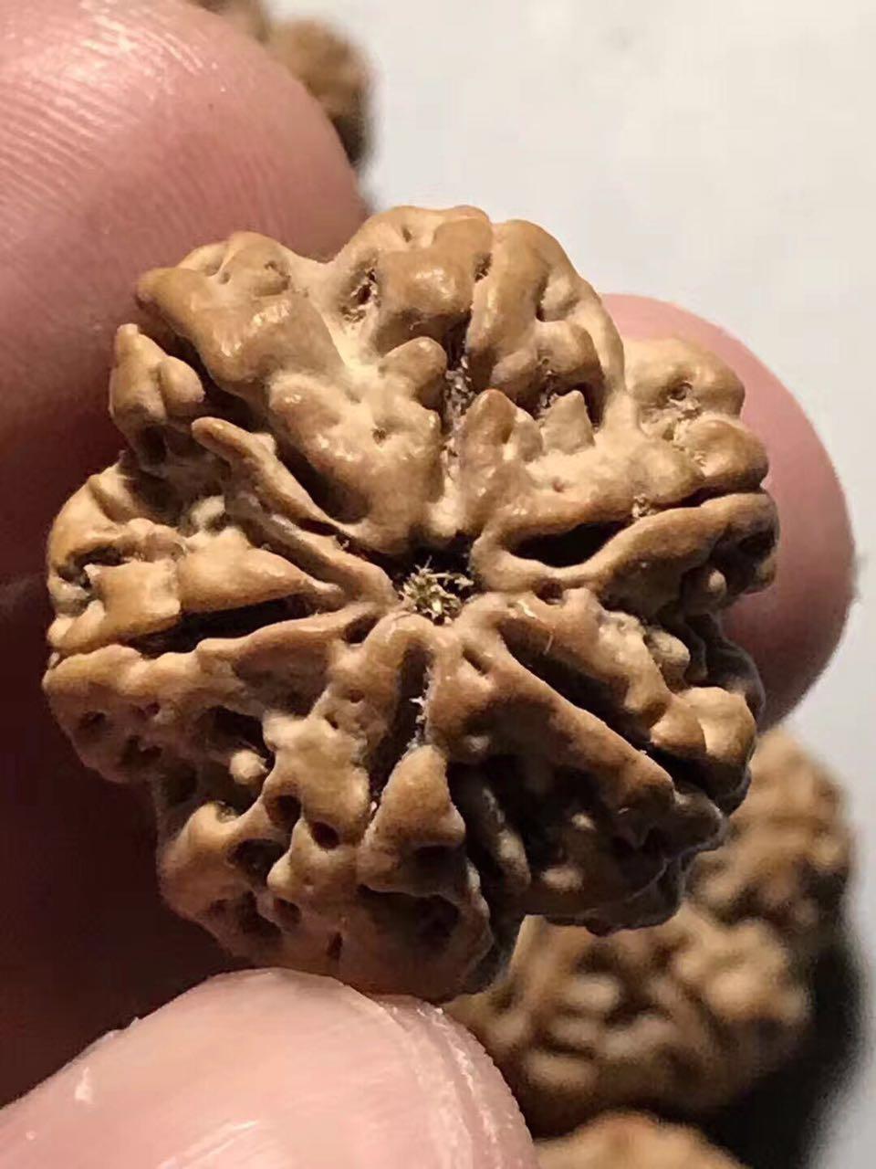 尼泊尔大金刚菩提手串怎么看好坏,大金刚菩提五瓣尼泊尔籽高油高密