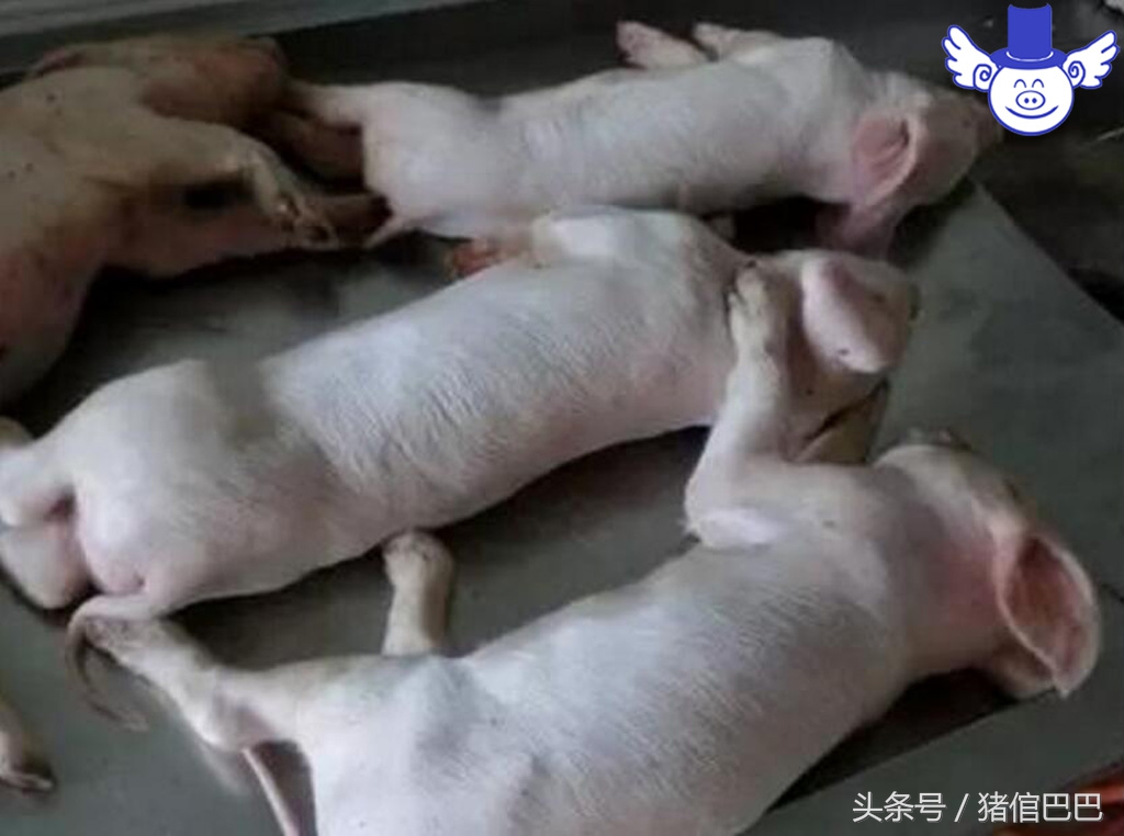 初生弱仔猪怎么快速恢复,仔猪怎样调理体质