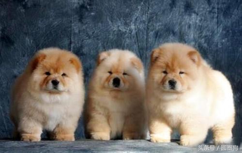 松狮犬打架视频,世界名犬有哪些