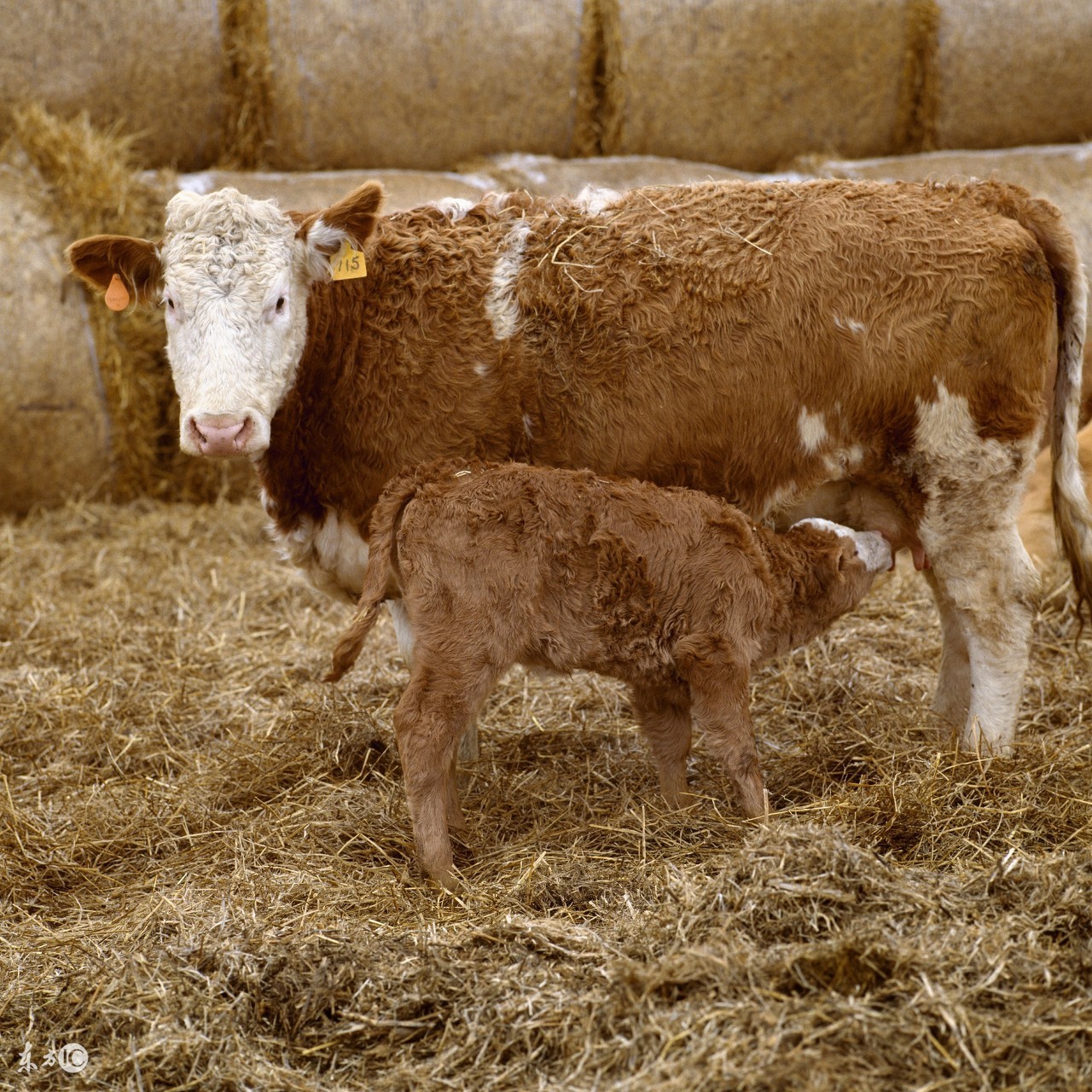 初生犊牛如何喂养,犊牛饲养方法和技巧