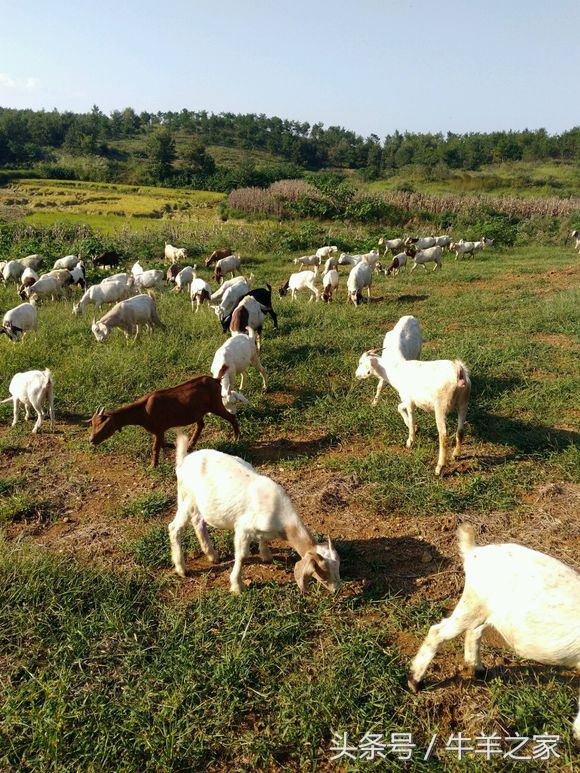 养羊买种羊来养还是买羔羊来养好,养羊技术及优质种羊母羊的选择