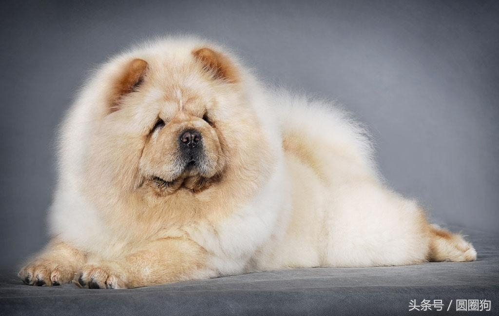 松狮犬打架视频,世界名犬有哪些