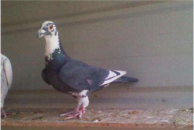 鸽子病大全及治疗方法,鸽子喂药预防疾病