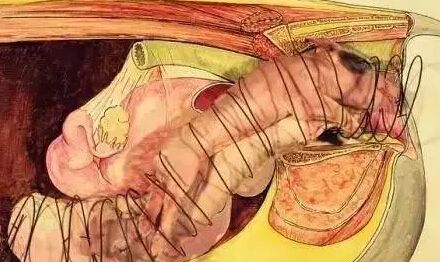 母猪难产掏不到猪,母猪难产怎么办