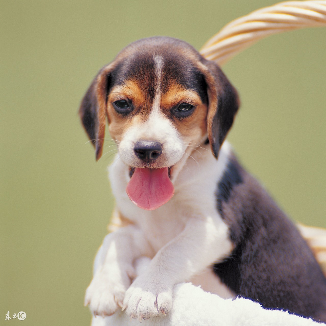 迷你贵宾狗狗拉肚子吃啥食物,小笨狗幼犬拉稀怎么办