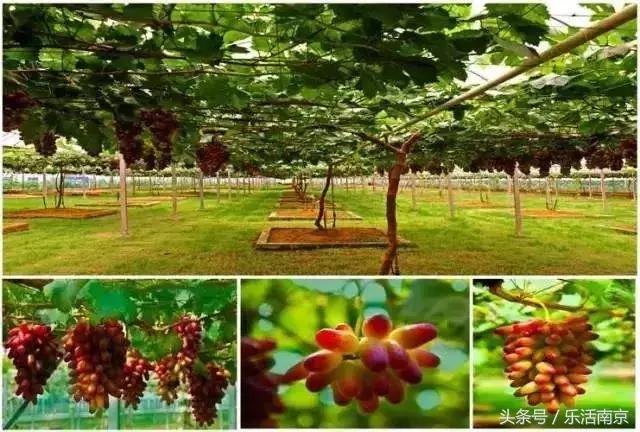 在南京的房价,南京最低房价小区