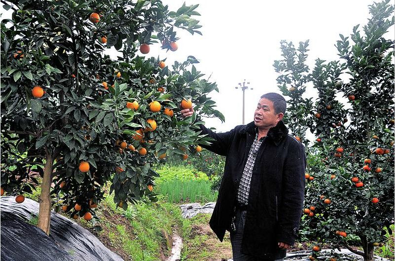 柑橘种植前有哪些关注事项,柑橘种植前要关注什么