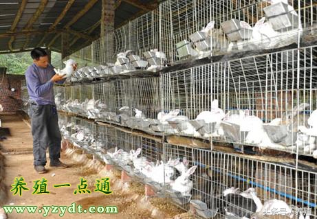 四川肉兔养殖方法,重庆肉兔养殖排行