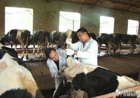 牛炭疽疫情病例,牛炭疽病传染人的症状