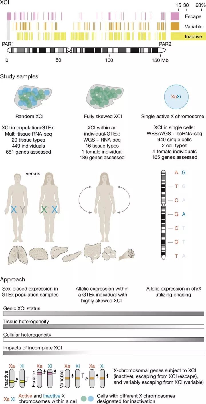 自然杂志最新人类基因研究,自然杂志最新研究
