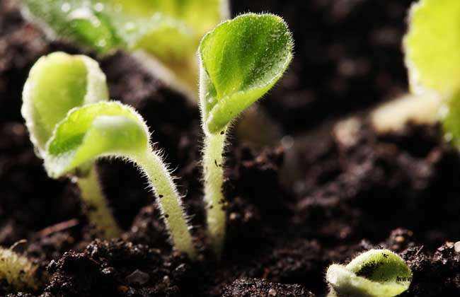 土壤酸碱度偏高有什么危害,土壤偏碱性对农作物的危害