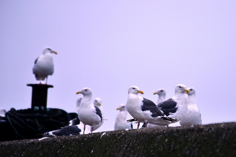 游日本北海道攻略,日本深度游北海道
