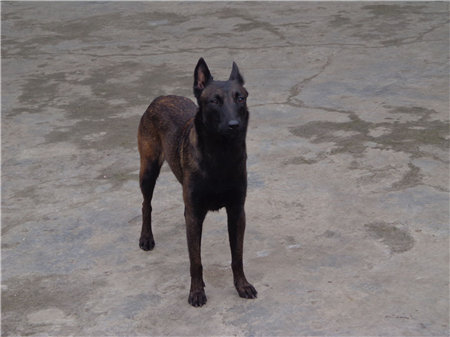 马犬喂养正确方法,马犬怎么喂养