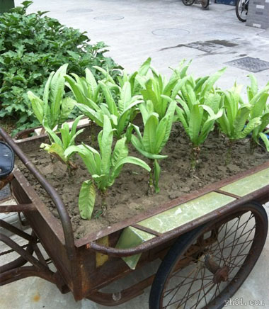 语文老师一回头此地就是黄鹤楼,语文老师一抬头此地是黄鹤楼