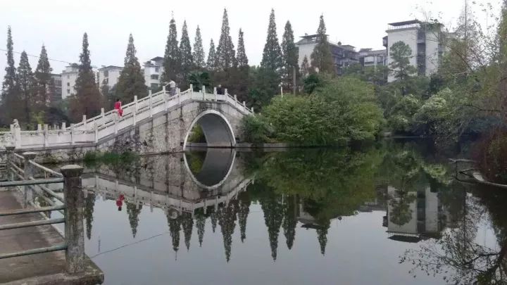 「红棉·长河」三棵古树牵出的百年铁路