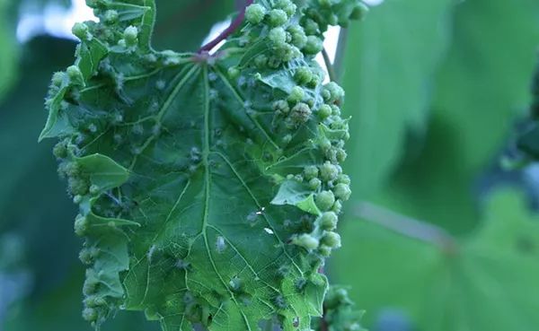 波尔多最贵的酒不是拉菲是谁,波尔多葡萄酒世界地位