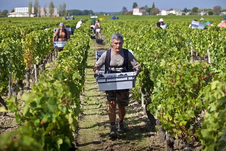 波尔多最贵的酒不是拉菲是谁,波尔多葡萄酒世界地位