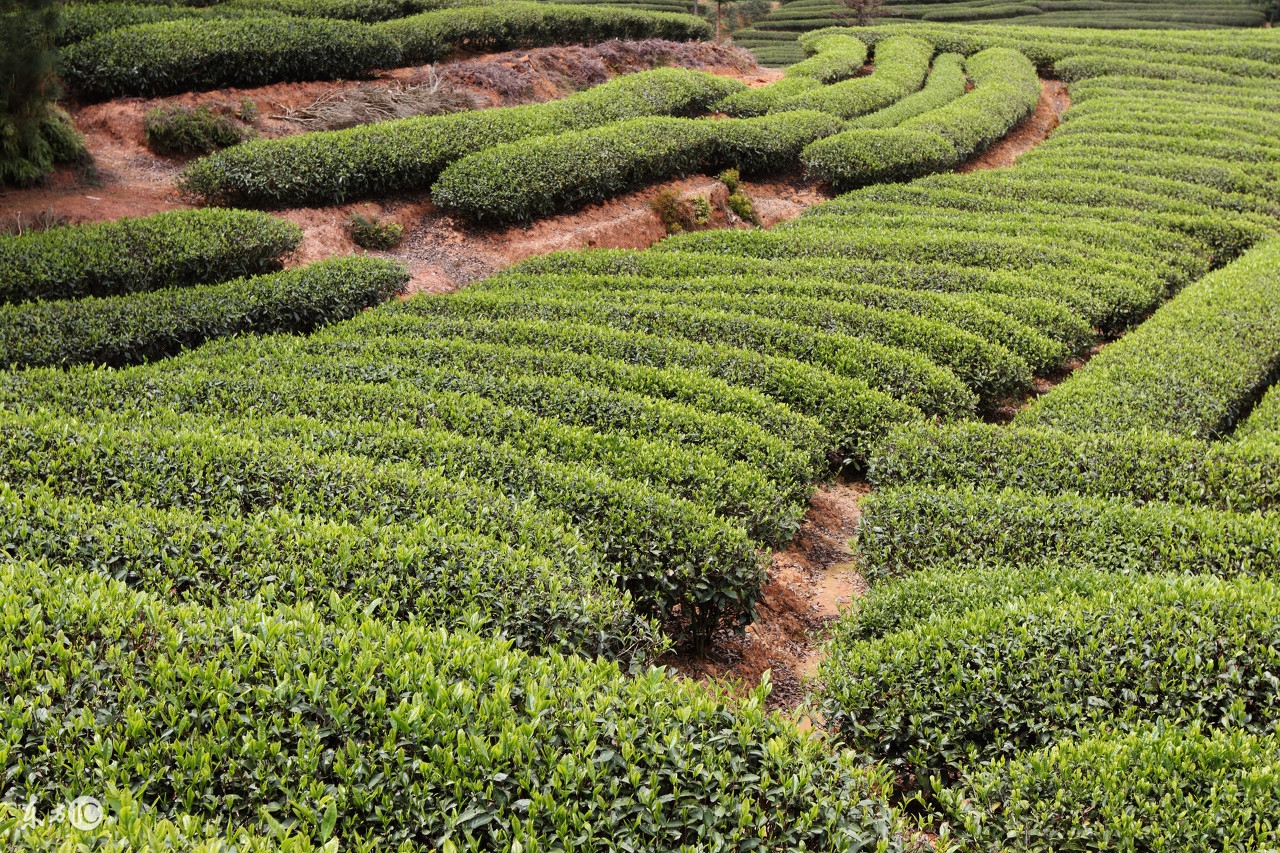 贵州哪个茶叶入选中国十大名茶,顶级白茶照片中国十大名茶
