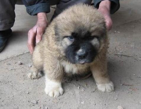 高加索犬的挑选方法,高加索犬怎么选择