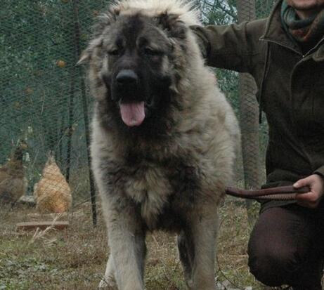 高加索犬的挑选方法,高加索犬怎么选择