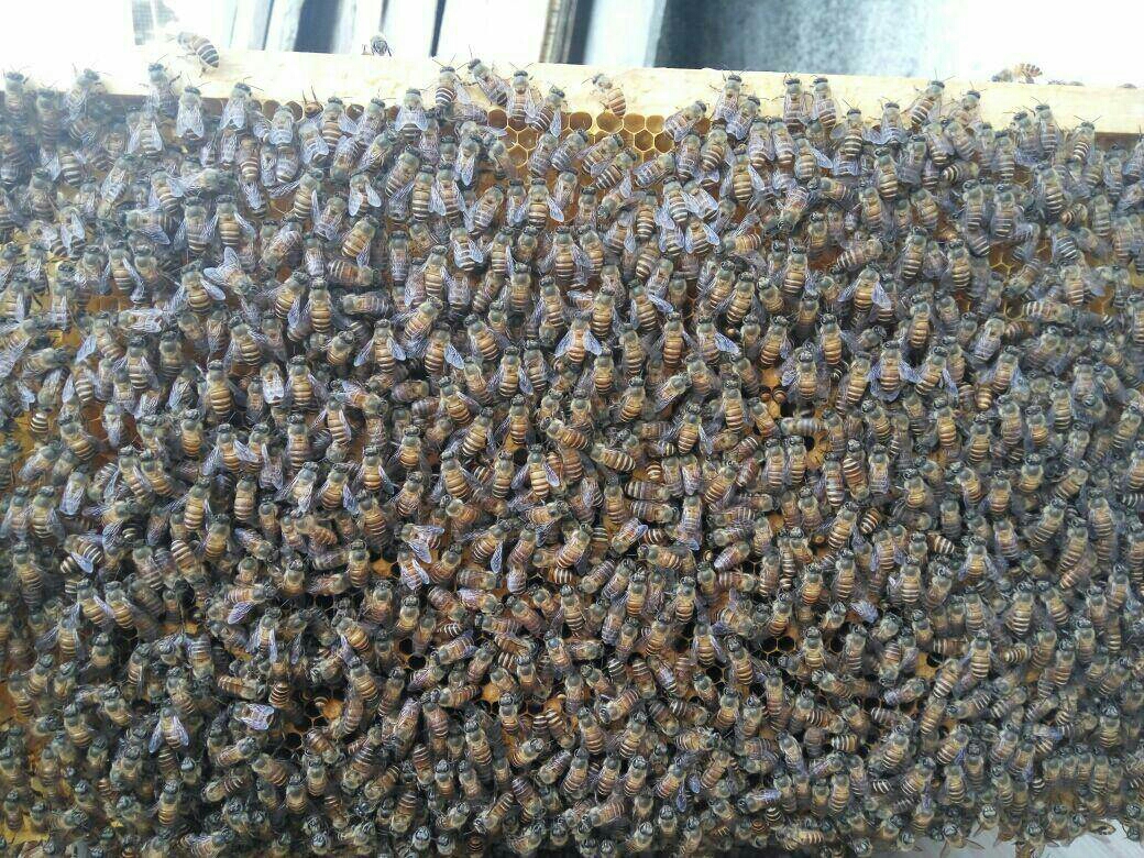 蜜蜂蜇人后为什么蜜蜂会死,蜜蜂蜇人后蜜蜂为什么会死