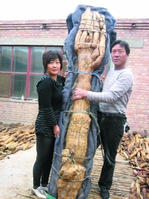 烟草种类,烟草品牌