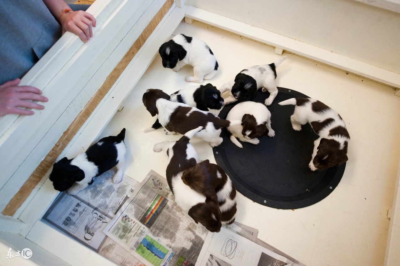 拉布拉多幼犬怎么养才能听话,幼犬怎么养才能长好