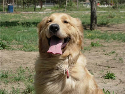 金毛犬怎么养跟训练,金毛犬好训练吗要怎么训练