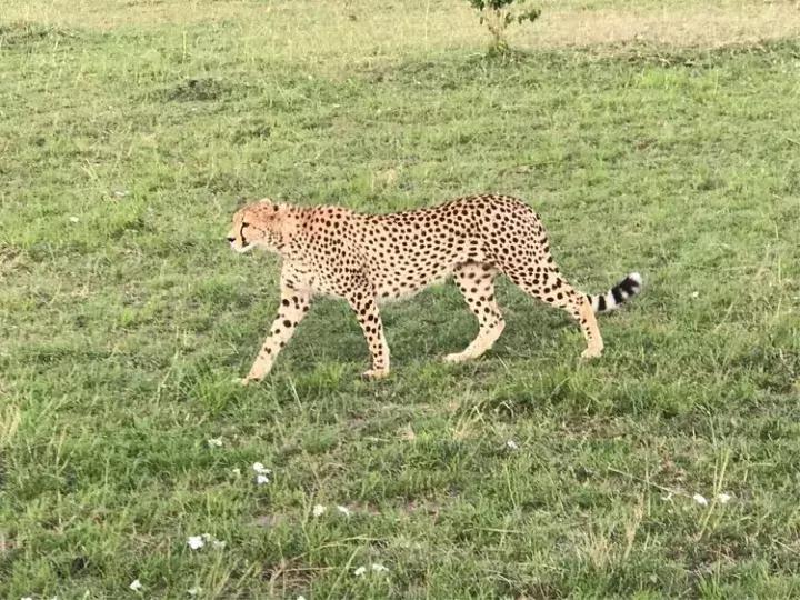 曾哥美国视频,曾哥美国