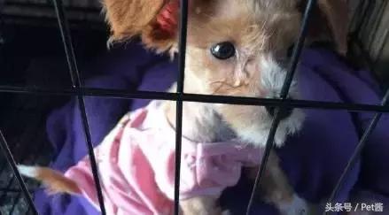 领养的狗狗患上细小，家里拿不出这么多治疗费，网友求助该怎么办