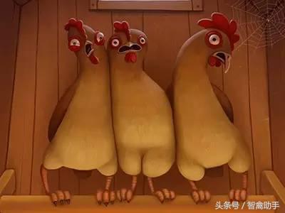 小鸡啄肛什么原因,鸡子啄鸡蛋是什么原因