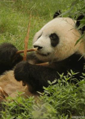 据说只要看到这双“雪地靴”，姑娘们都会挪不动脚！
