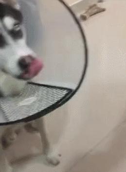 哈士奇吃柠檬视频完整版,哈士奇吃柠檬搞笑版