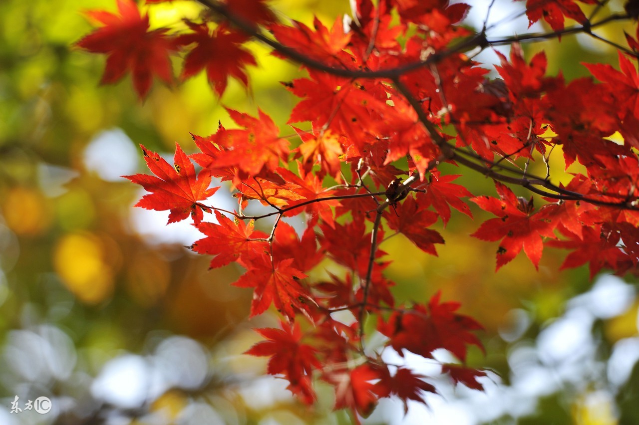 忽然七日,忽然闭口立的立什么意思