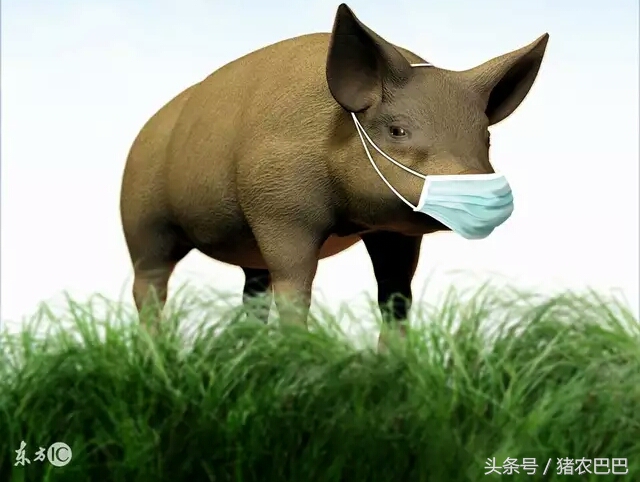 对养猪的人送什么礼物好,养猪人的福音是什么