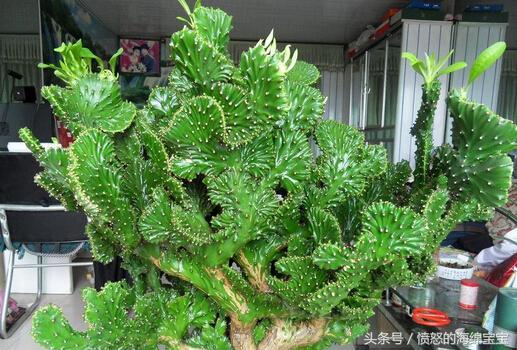 怎样让麒麟掌变得肥厚不徒长,麒麟掌饲养方法