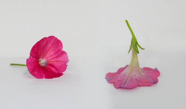 从国产到进口的最全面卫生巾测评，帮你找出使用感最好的那个