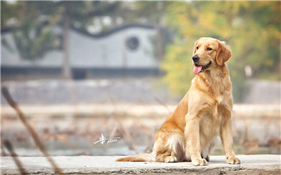 金毛犬怎么养跟训练,金毛犬好训练吗要怎么训练