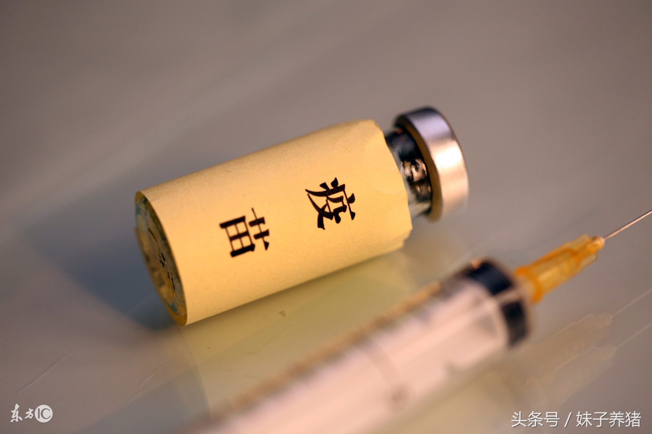 猪打口蹄疫疫苗应激,猪打口蹄疫疫苗要关注什么