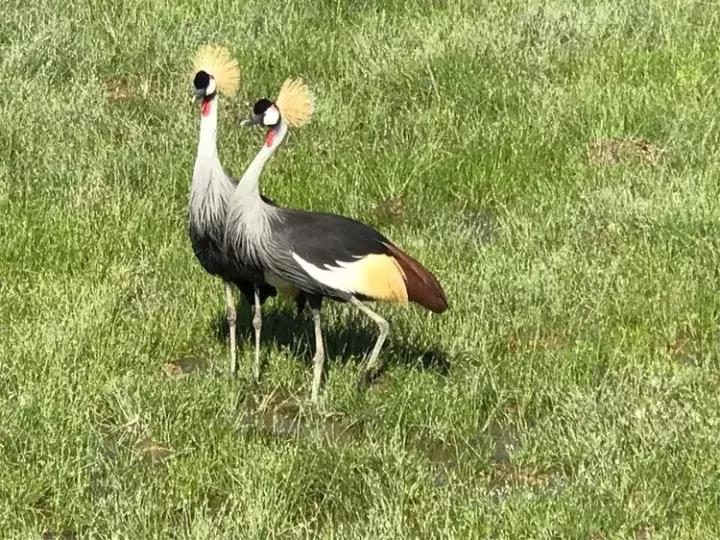 曾哥美国视频,曾哥美国